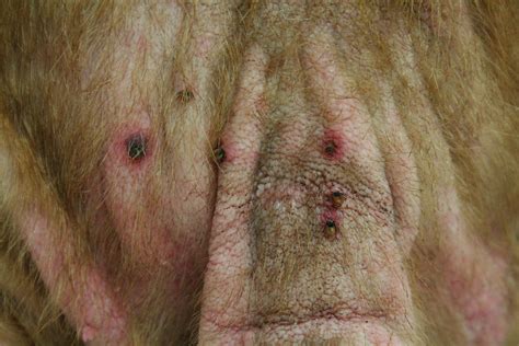Ticks And Corresponding Flea Allergy Dermatitis Dog Was R Flickr