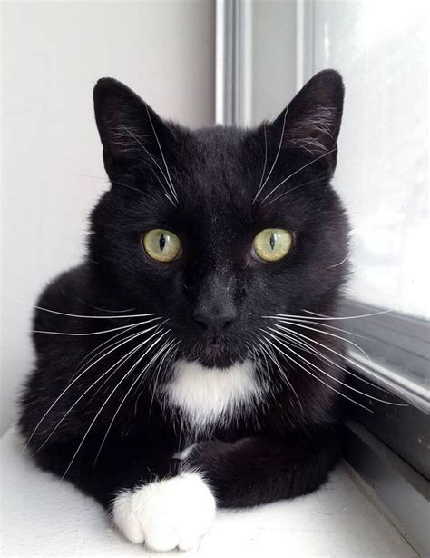 478 Best Tuxedo Cats Images On Pinterest