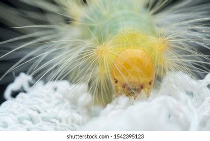Closeup Tussock Moth Larvae Caterpillar Stock Photo