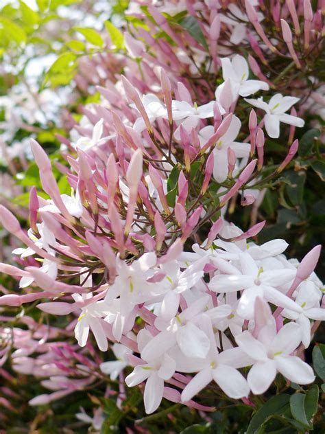 Flowers of malaysia jasmine aka melur. Gardening 101: Jasmine - Gardenista