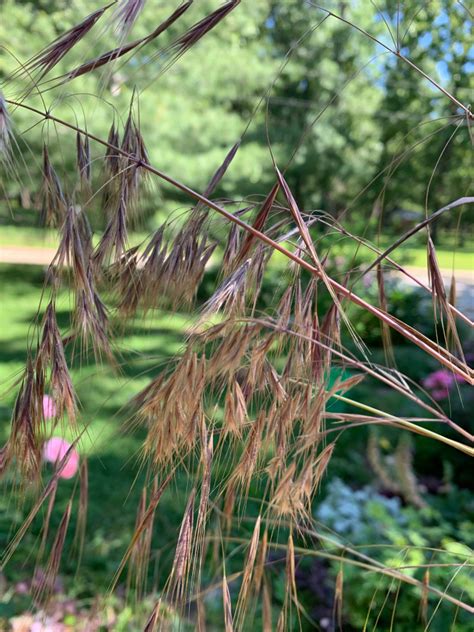 Identify Mo Grass With Beautiful Inflorescence
