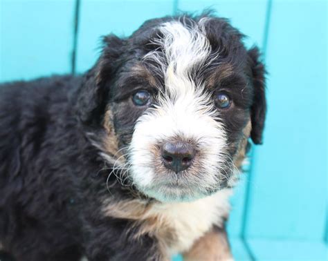 Subscribe to see more puppies for sale. Meet Shelby - Bernedoodle puppers near Fort Wayne, Indiana ...