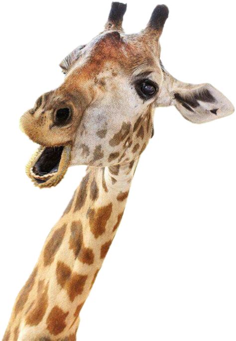 Giraffe Giraffelove Freetoedit Sticker By Brandirogers3