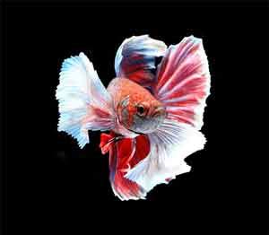 Although the rays are much shorter compared to. Different Types of Betta Fish (Complete Guide) - Fish Care