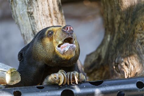 Funny Sun Bear And Tube Another Funny Picture Of The Sun B Flickr