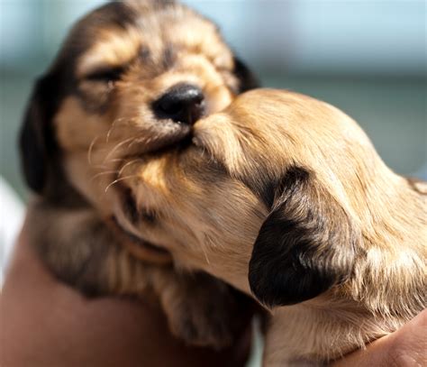 Dachshund Dog Breed Cute Puppy Pictures Cute Dogs