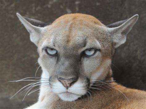 Cougars Mountain Lion Attacks