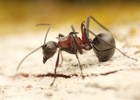 The Astonishing Ant Diversity Of Papua New Guinea Myrmecological News