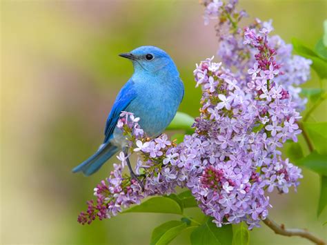 45 Flowers And Birds Wallpaper