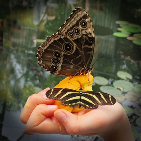 Die aussaat sollte optimalerweise zwischen märz und mai stattfinden. Tropische Schmetterlinge im botanischen Garten Augsburg, 3 ...