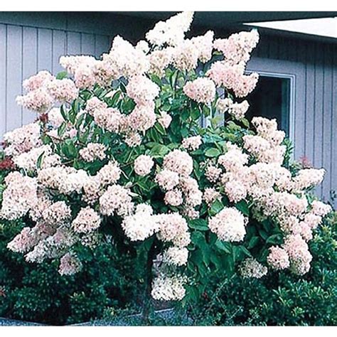 Pee Gee Hydrangea For Front Yard Corner By Swing Pee Gee Hydrangea