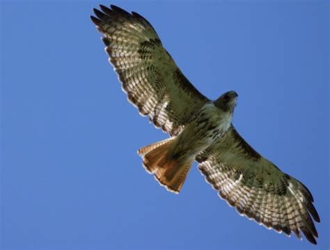 Red-tailed Hawk | Hawk symbolism, Spirit animal totem, Hawk spirit animal