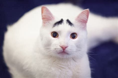 This Adorable Cat Is Raising Eyebrows Everywhere