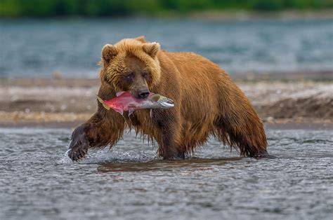 ‘checking Privilege In The Animal Kingdom Biologists Investigate