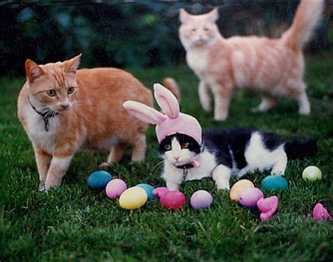 10 Adorable Dogs And Cats In Easter Costumes