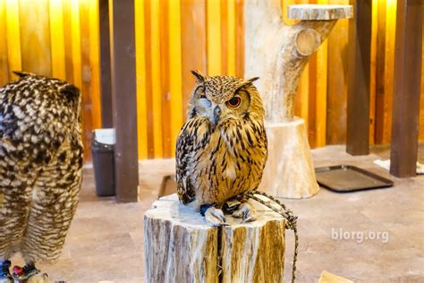Owl Cafe Osaka Its A Hoot