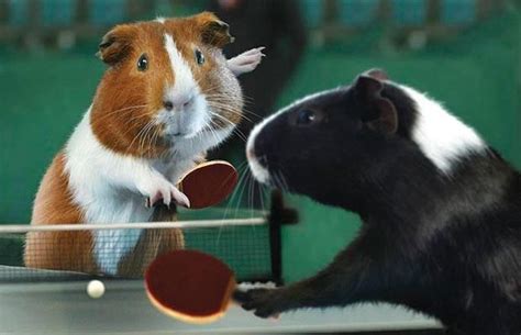 Im Bringing Sexy Back To Ping Pong Oh Wait Errr Baby Animals