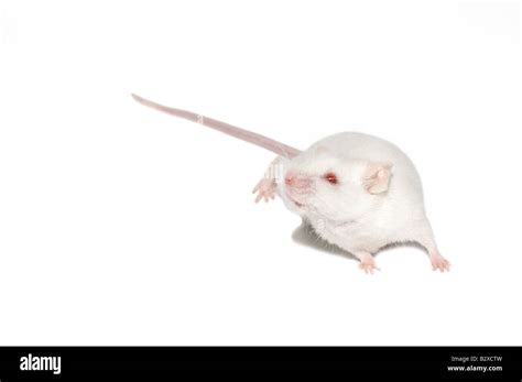 The White Mouse Isolated From White Background Stock Photo Alamy