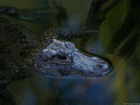 Chinese Alligator San Diego Zoo Dann Marty Flickr