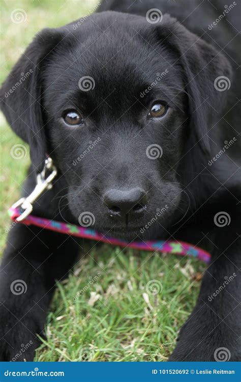 Black Labrador Retriever Puppy Stock Photo Image Of Paws Retriever