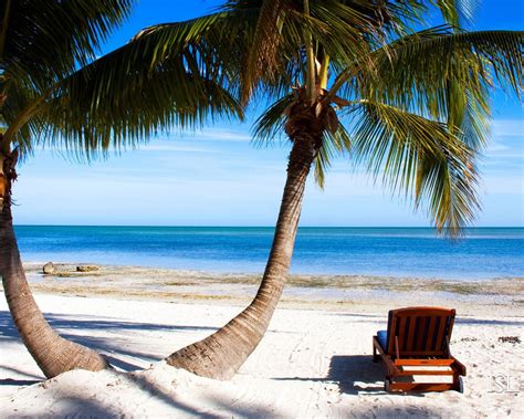 Florida Beach Palm Tree Ocean Nature