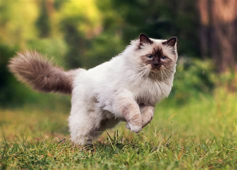 Hd Wallpaper Cats Blue Eyes Himalayan Cat Jump Wallpaper Flare