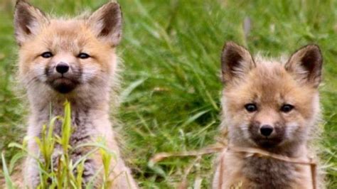 Foxy Facts 8 Things To Know About Pei Foxes Prince Edward Island