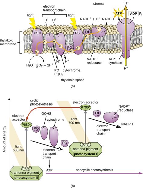 Photosynthesis Microbiology