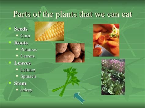 Parts Of A Plant We Eat