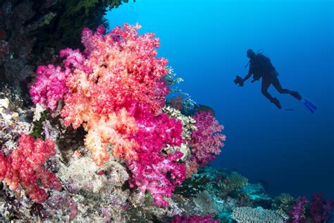 Les 7 Meilleurs Récifs De Corail Du Monde Pour Faire De La Plongée Sous