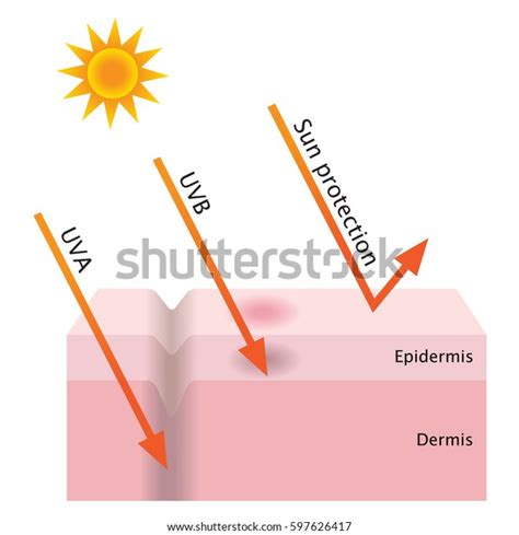 Infographic Skin Illustration Uva Uvb Penetration Stock Vector Royalty