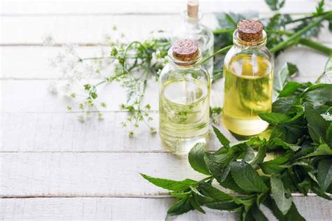 8 Birch Essential Oil Benefits And Uses Plus 4 Recipes Faq And Tips