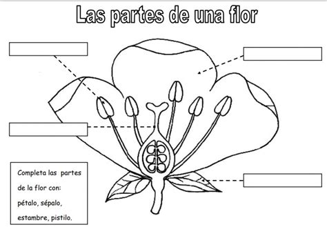 Partes De Una Flor 1 Interactive Worksheet