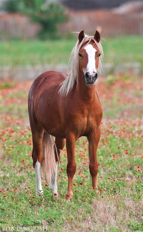Edana Welsh Pony Most Beautiful Animals Beautiful Horses Poney Welsh