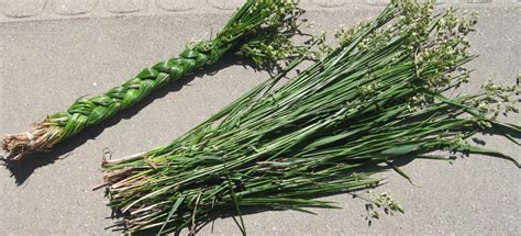 20 Sweetgrass Seeds Hierochloe Odorata Bison Grass Pm