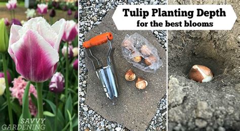 Tulip Planting Depth How To Plant Your Tulip Bulbs For Optimal Blooms