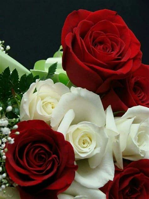 My Favorite Red And White Roses Rose Flower Beautiful Roses