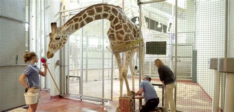 A Tall Order Giraffe Receives Stem Cell Therapy For Chronic Arthritis