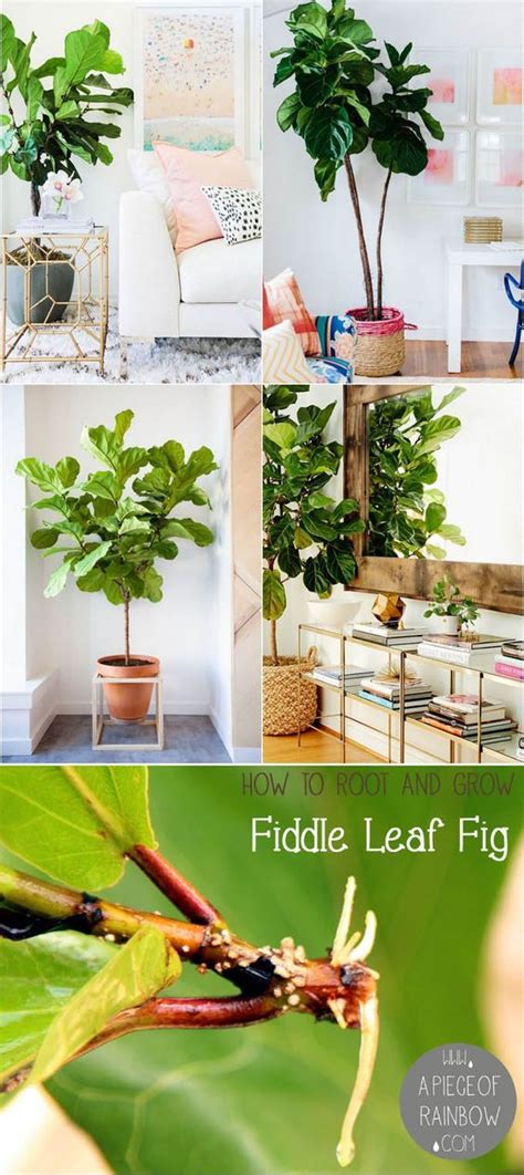 How To Root Fiddle Leaf Fig From Stem Or Leaf Cuttings Now You Can