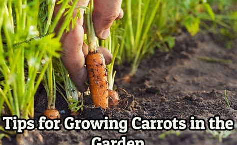 Tips For Growing Carrots In The Garden