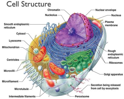 The Structure And Functions Of An Animal Cell