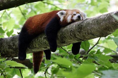 Red Panda Sleeping On A Branch Aww