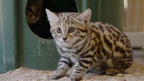 Worlds Deadliest Cats Get First Taste Of Meat At San Diego Zoo