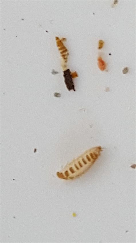 Childhood skin problems photo courtesy of phil. Are These Bed Bugs A Dermestid Beetle Larvae And Shed Skin