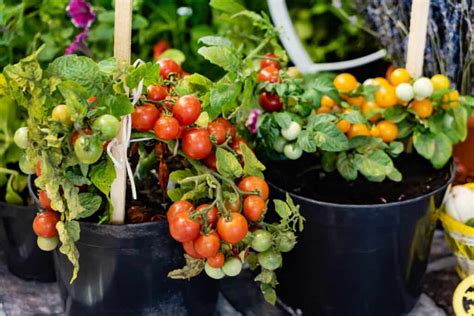 How To Plant Grow And Harvest Tomatoes