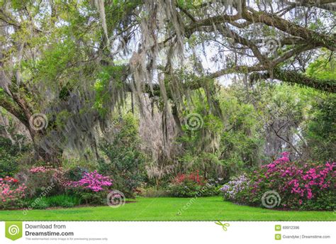 Charleston South Carolina Romantic Garden Oak Trees Azaleas Moss Stock