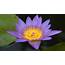 Lotus Flowers  Flower HD Wallpapers Images PIctures Tattoos And