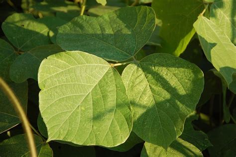 Kudzu An Invasive Weed With Hidden Virtues Eat The Planet