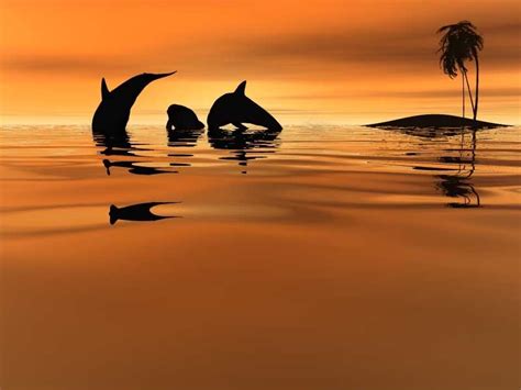 ~♥ Dolphins ♥ ~ Dolphins Wallpaper 10345682 Fanpop