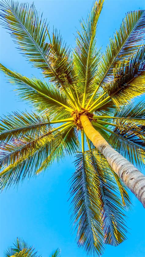 Discover 63 Blue Palm Tree Wallpaper Best Incdgdbentre